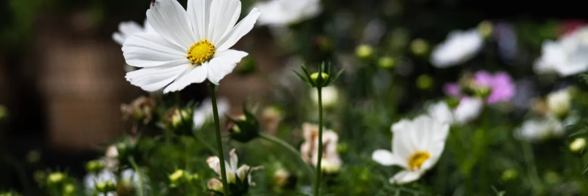 H&J_JARDIN_PA_RISSER